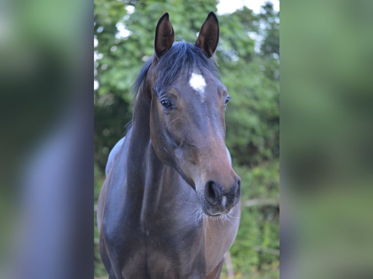 Hanovrien Étalon 2 Ans 170 cm Bai brun in Gries