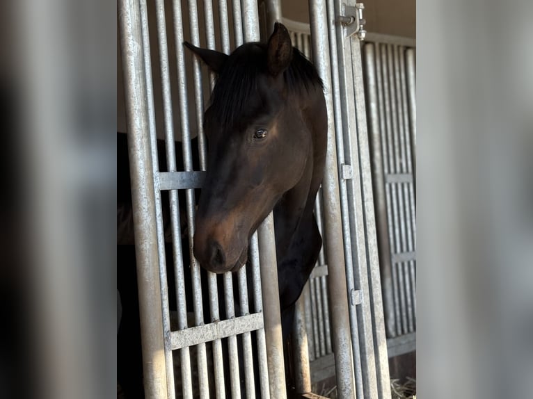 Hanovrien Étalon 2 Ans 170 cm Bai brun in Barver