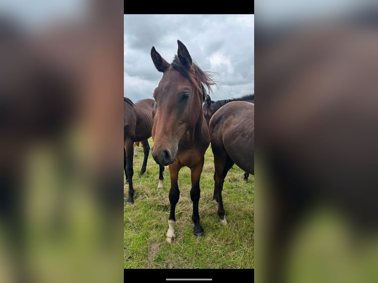 Hanovrien Étalon 2 Ans 170 cm Bai brun in Großefehn