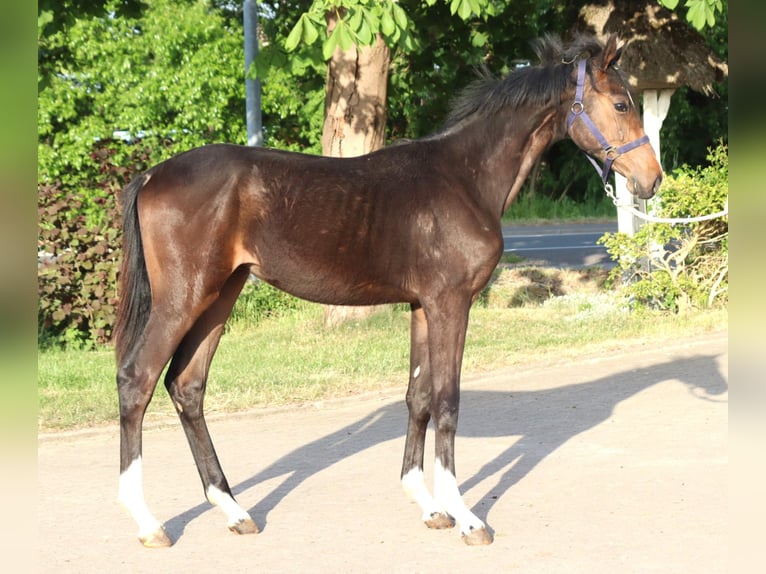 Hanovrien Étalon 2 Ans 170 cm Bai in Selsingen