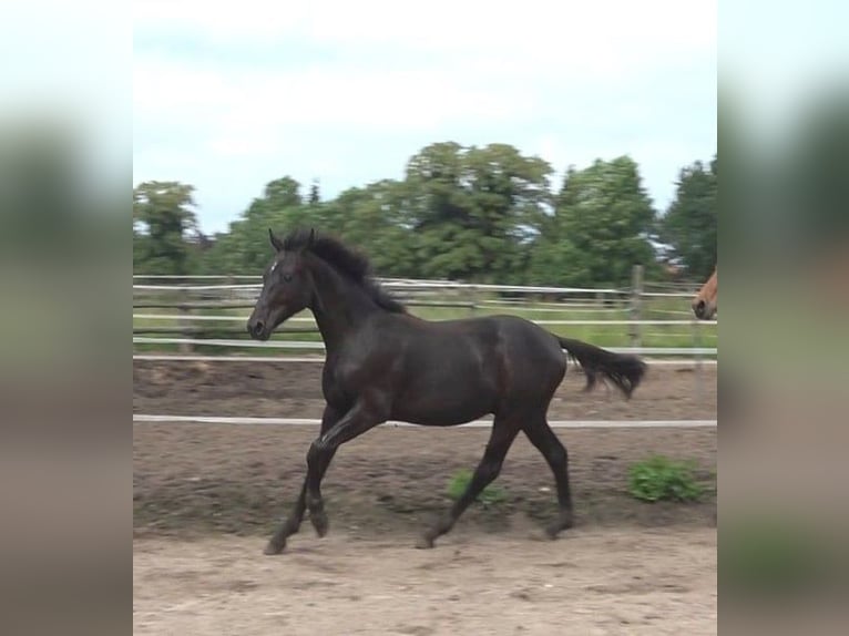 Hanovrien Étalon 2 Ans 170 cm Noir in Ratekau