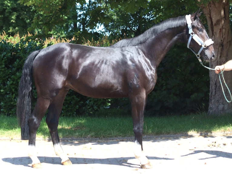 Hanovrien Étalon 2 Ans 170 cm Noir in Selsingen
