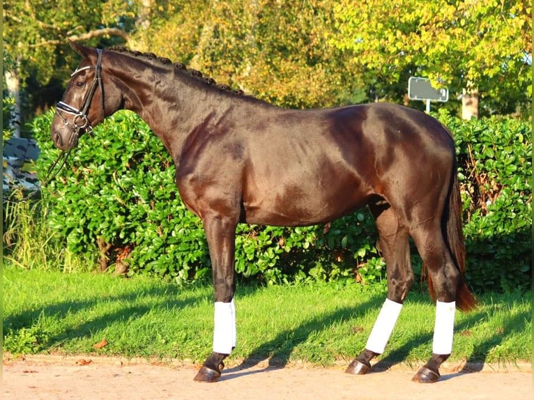 Hanovrien Étalon 2 Ans 170 cm Noir in Selsingen