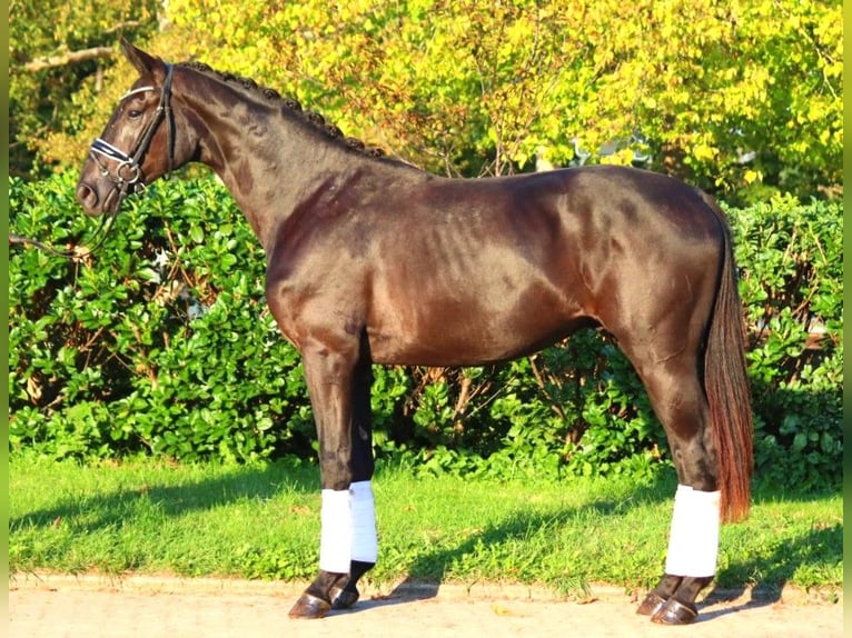 Hanovrien Étalon 2 Ans 170 cm Noir in Selsingen