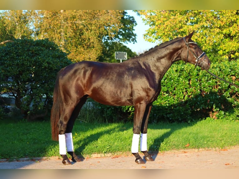 Hanovrien Étalon 2 Ans 170 cm Noir in Selsingen