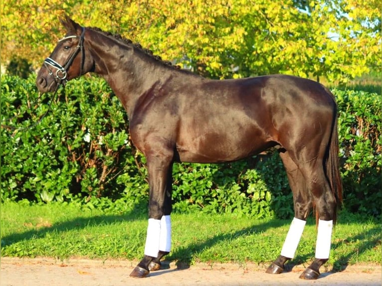 Hanovrien Étalon 2 Ans 170 cm Noir in Selsingen