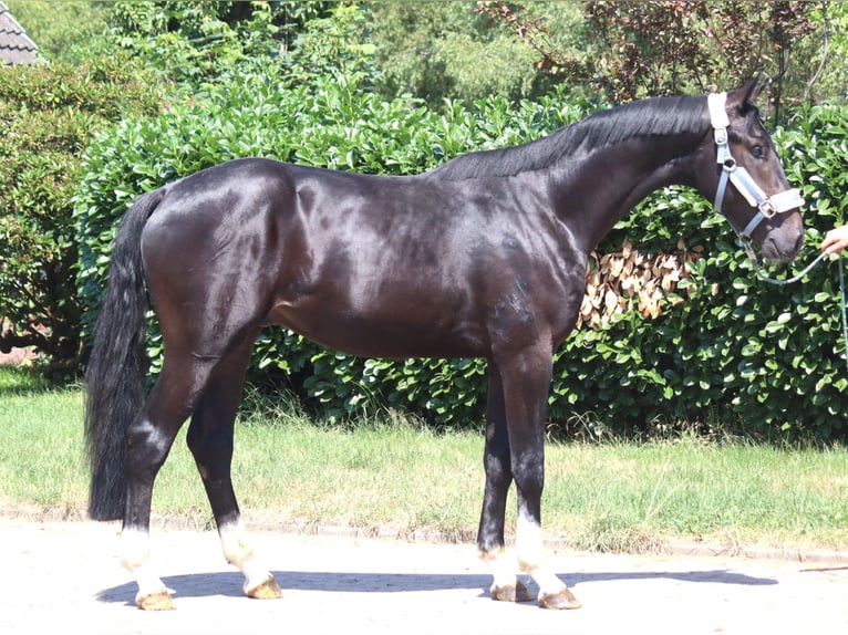 Hanovrien Étalon 2 Ans 170 cm Noir in Selsingen