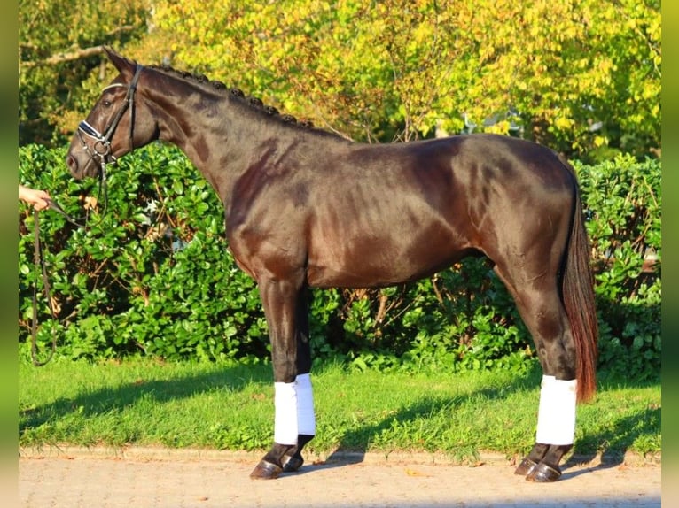 Hanovrien Étalon 2 Ans 170 cm Noir in Selsingen