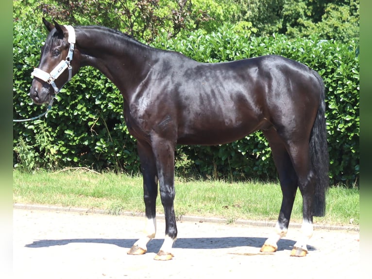 Hanovrien Étalon 2 Ans 170 cm Noir in Selsingen