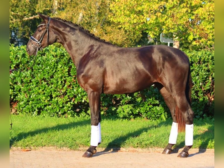 Hanovrien Étalon 2 Ans 170 cm Noir in Selsingen