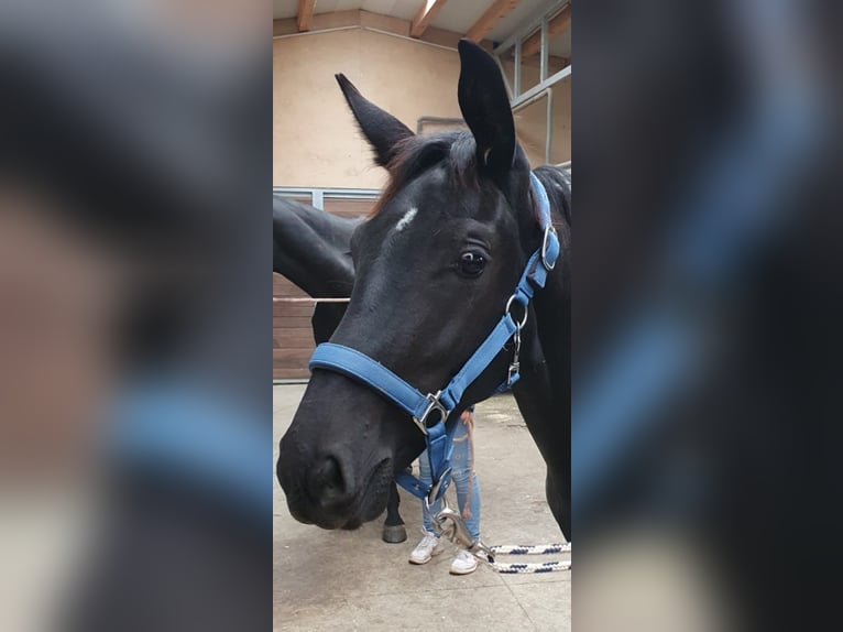 Hanovrien Étalon 2 Ans 170 cm Noir in Saarburg