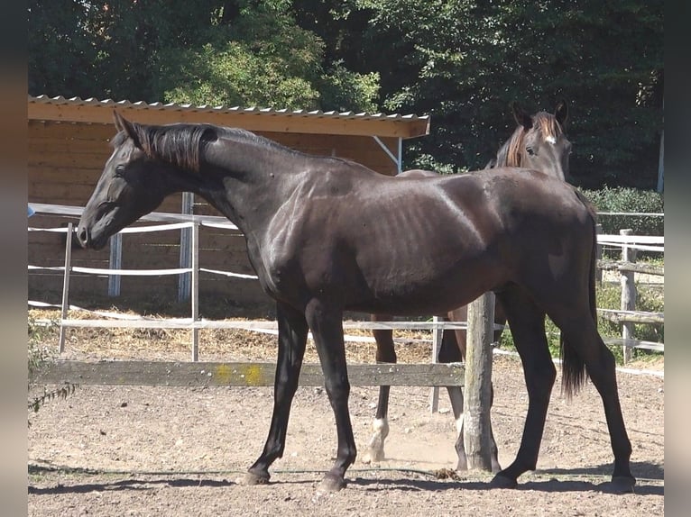 Hanovrien Étalon 2 Ans 172 cm Noir in Ratekau
