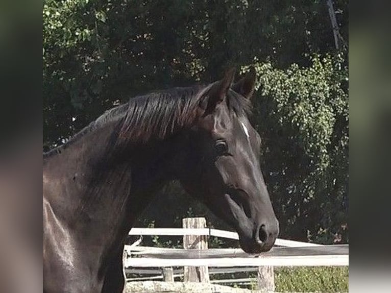 Hanovrien Étalon 2 Ans 172 cm Noir in Ratekau