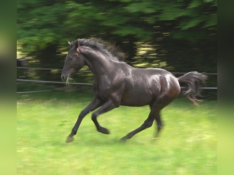 Hanovrien Étalon 2 Ans 172 cm Noir in Ratekau