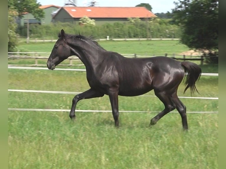 Hanovrien Étalon 2 Ans 172 cm Noir in Ratekau