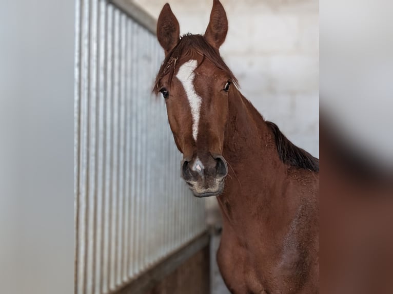 Hanovrien Étalon 2 Ans 173 cm Alezan brûlé in Herren-Sulzbach