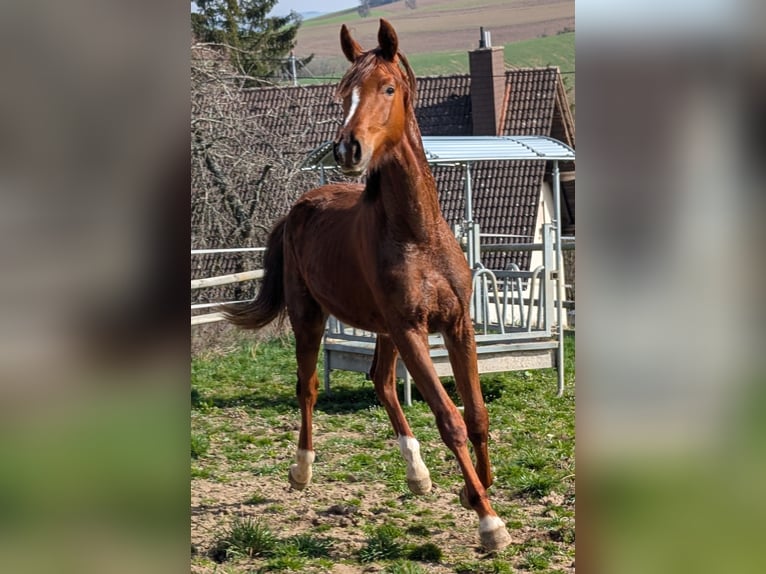 Hanovrien Étalon 2 Ans 173 cm Alezan brûlé in Herren-Sulzbach