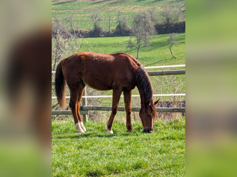 Hanovrien Étalon 2 Ans 173 cm Alezan brûlé in Herren-Sulzbach