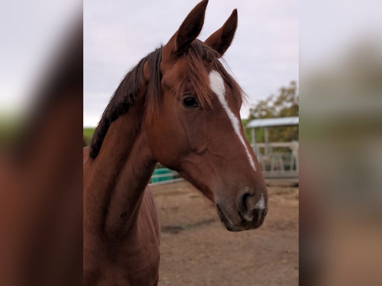 Hanovrien Étalon 2 Ans 173 cm Alezan brûlé in Herren-Sulzbach