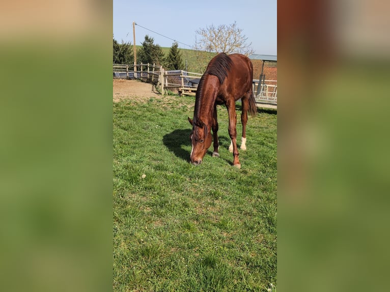 Hanovrien Étalon 2 Ans 173 cm Alezan brûlé in Herren-Sulzbach