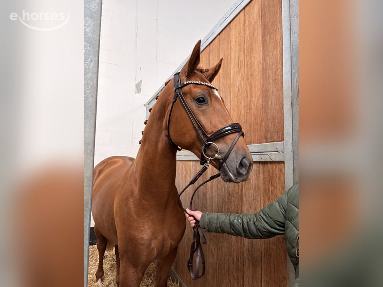 Hanovrien Étalon 2 Ans 173 cm Alezan in Oldendorf