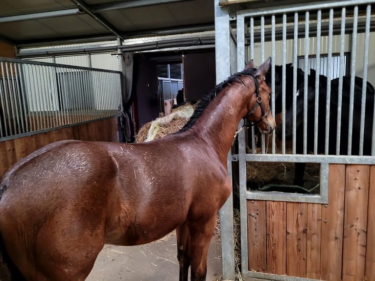 Hanovrien Étalon 2 Ans 174 cm in Burgstädt