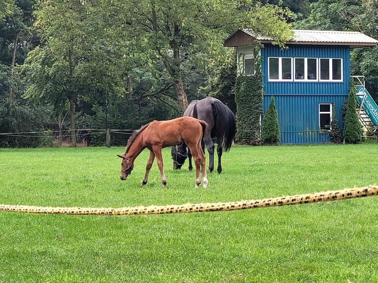 Hanovrien Étalon 2 Ans 174 cm in Burgstädt