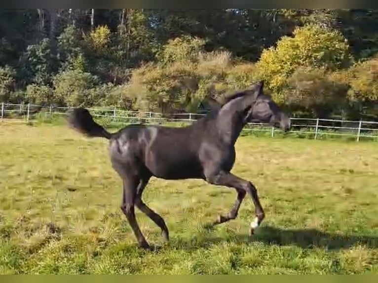 Hanovrien Étalon 2 Ans 175 cm Noir in Hahn am See