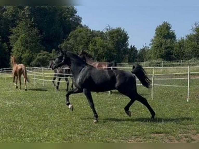 Hanovrien Étalon 2 Ans 175 cm Noir in Hahn am See