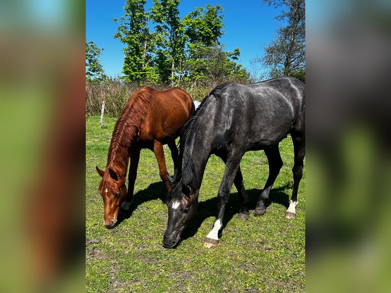 Hanovrien Étalon 2 Ans 178 cm Gris noir in Gro&#xDF;heide Berumerfehn