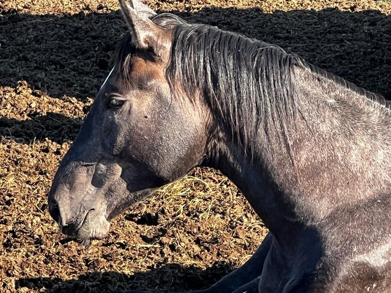 Hanovrien Étalon 2 Ans 178 cm Gris noir in Gro&#xDF;heide Berumerfehn