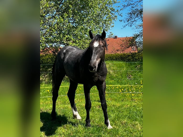 Hanovrien Étalon 2 Ans 178 cm Gris noir in Gro&#xDF;heide Berumerfehn
