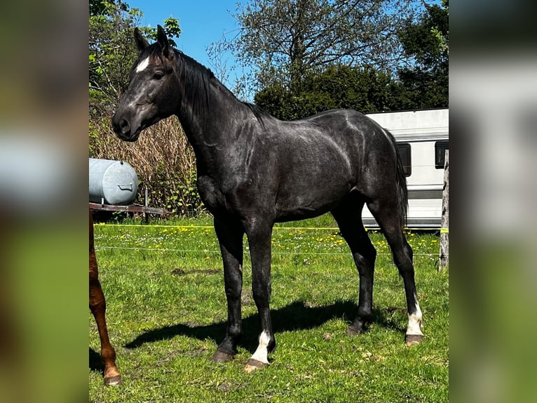 Hanovrien Étalon 2 Ans 178 cm Gris noir in Gro&#xDF;heide Berumerfehn