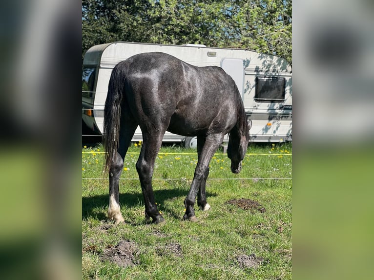 Hanovrien Étalon 2 Ans 178 cm Gris noir in Gro&#xDF;heide Berumerfehn