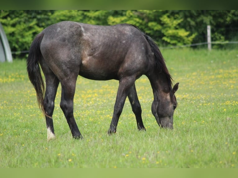Hanovrien Étalon 2 Ans 178 cm Gris noir in Gro&#xDF;heide Berumerfehn