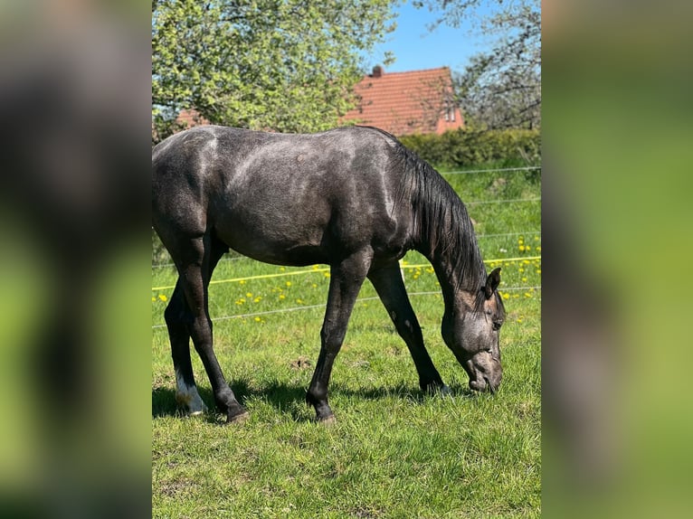 Hanovrien Étalon 2 Ans 178 cm Gris noir in Gro&#xDF;heide Berumerfehn