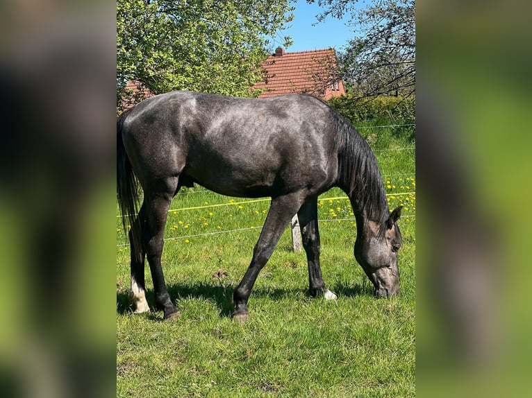 Hanovrien Étalon 2 Ans 178 cm Gris noir in Gro&#xDF;heide Berumerfehn