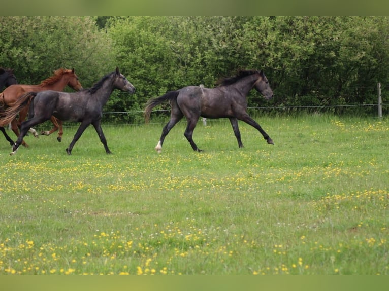 Hanovrien Étalon 2 Ans 178 cm Gris noir in Gro&#xDF;heide Berumerfehn
