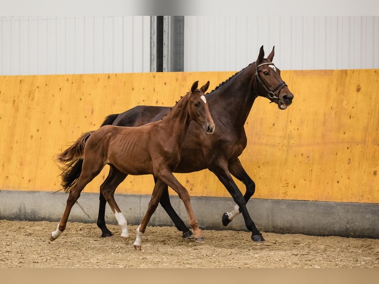 Hanovrien Étalon 2 Ans Alezan brûlé in Duszniki