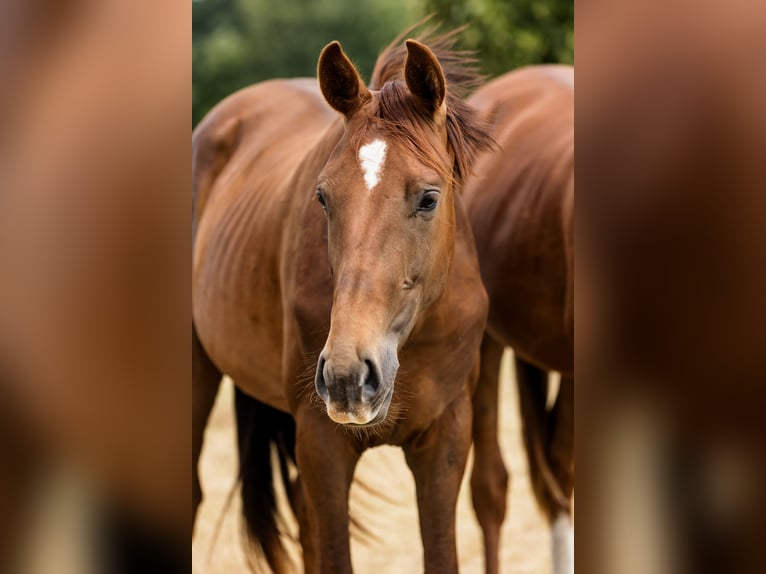 Hanovrien Étalon 2 Ans Alezan brûlé in Duszniki