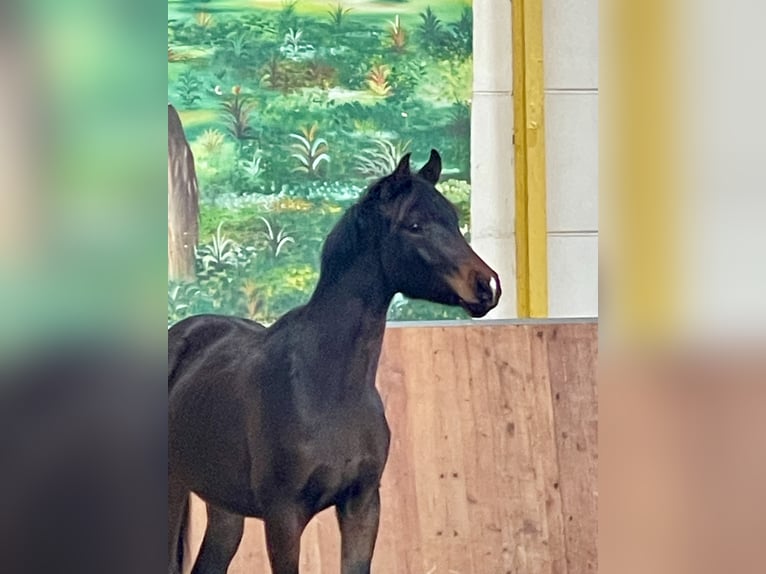 Hanovrien Étalon 2 Ans Bai brun in Rees