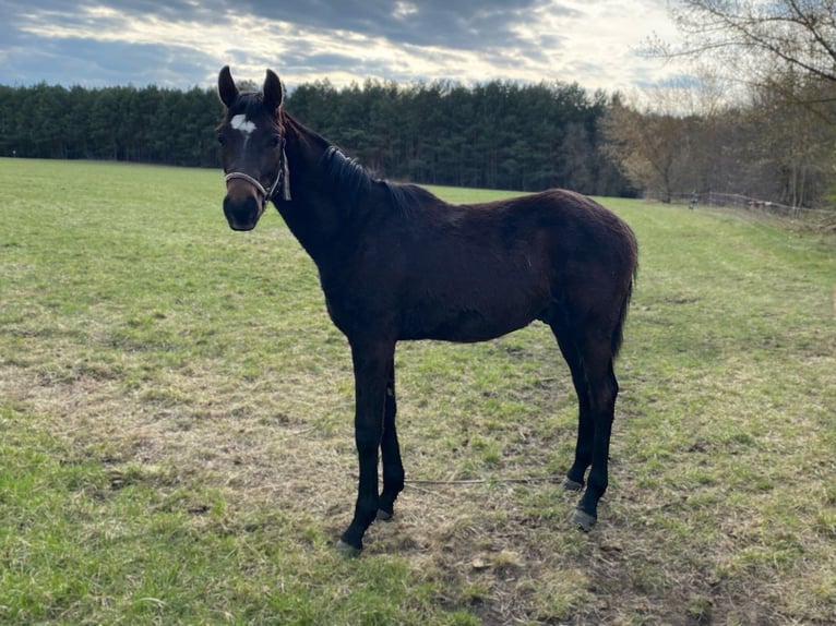 Hanovrien Étalon 2 Ans Bai in Calau