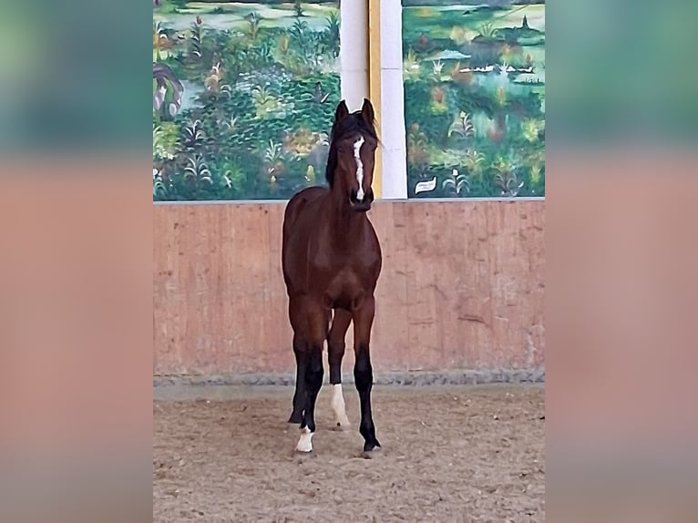 Hanovrien Étalon 2 Ans Bai in Rees