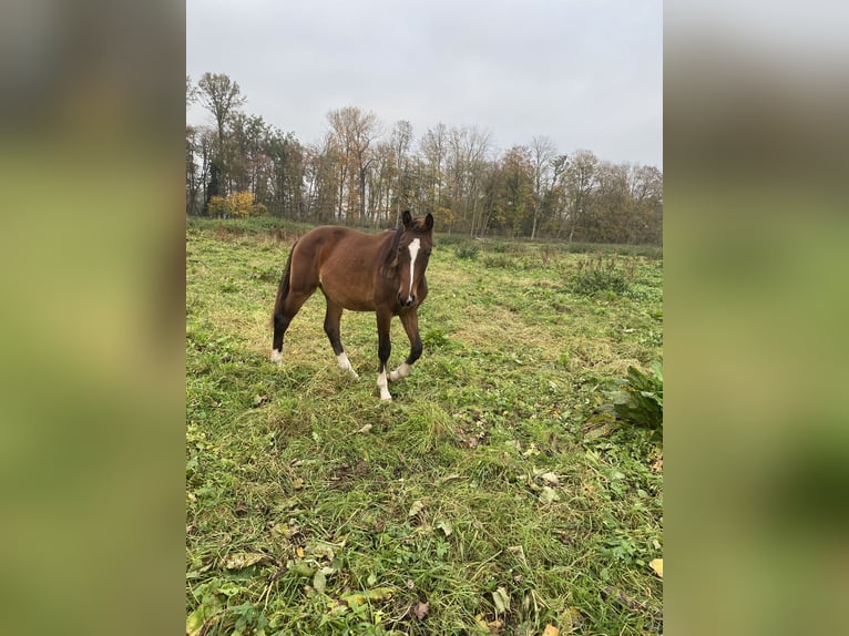 Hanovrien Étalon 2 Ans Bai in Egling