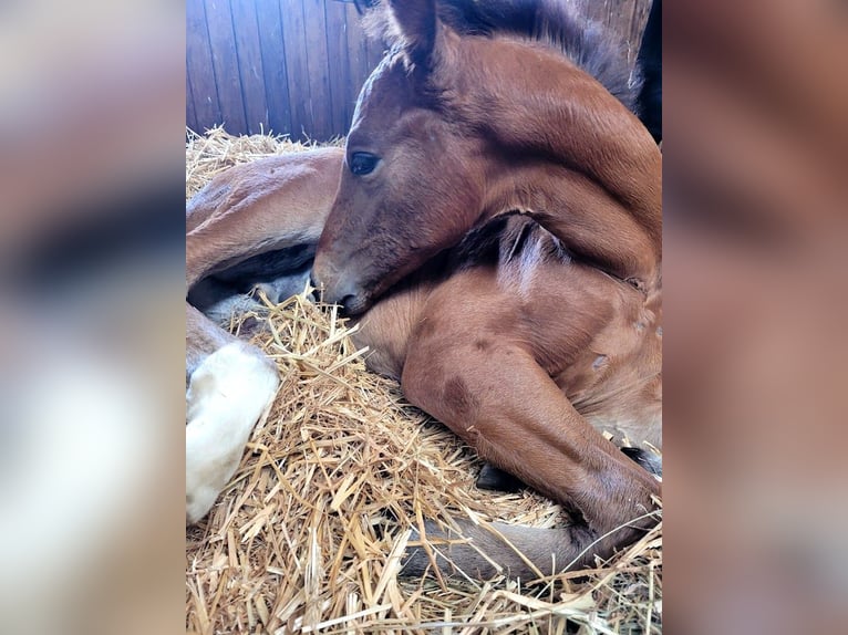 Hanovrien Étalon 2 Ans in Burgstädt