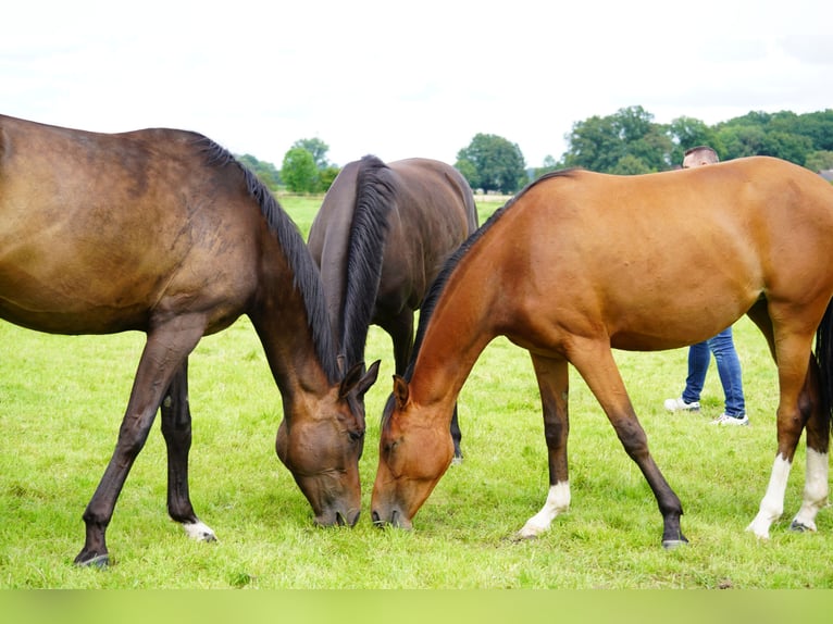 Hanovrien Étalon 2 Ans in Coesfeld