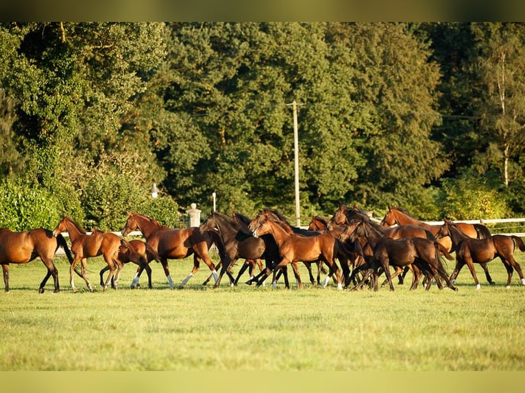 Hanovrien Étalon 2 Ans in Coesfeld