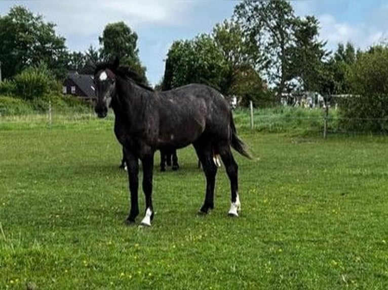 Hanovrien Étalon 2 Ans Gris in Aurich Hanovrien Étalon 2 Ans Gris in Aurich