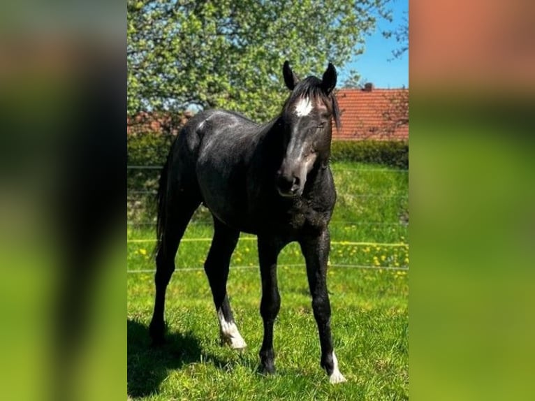 Hanovrien Étalon 2 Ans Gris in Aurich Hanovrien Étalon 2 Ans Gris in Aurich