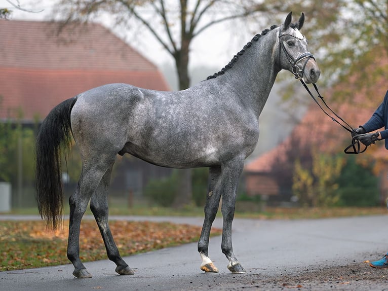 Hanovrien Étalon 2 Ans Gris in Rostock